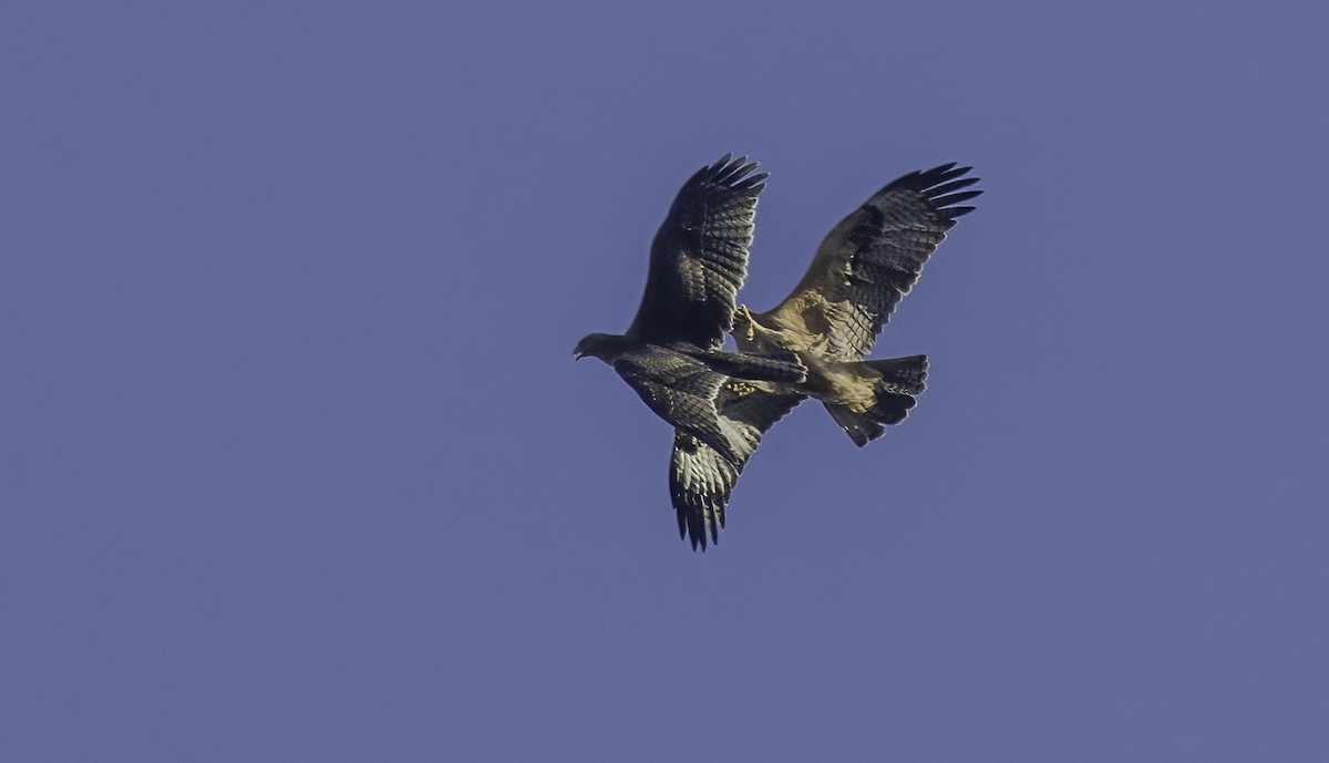 Bonelli's Eagle - ML638865528