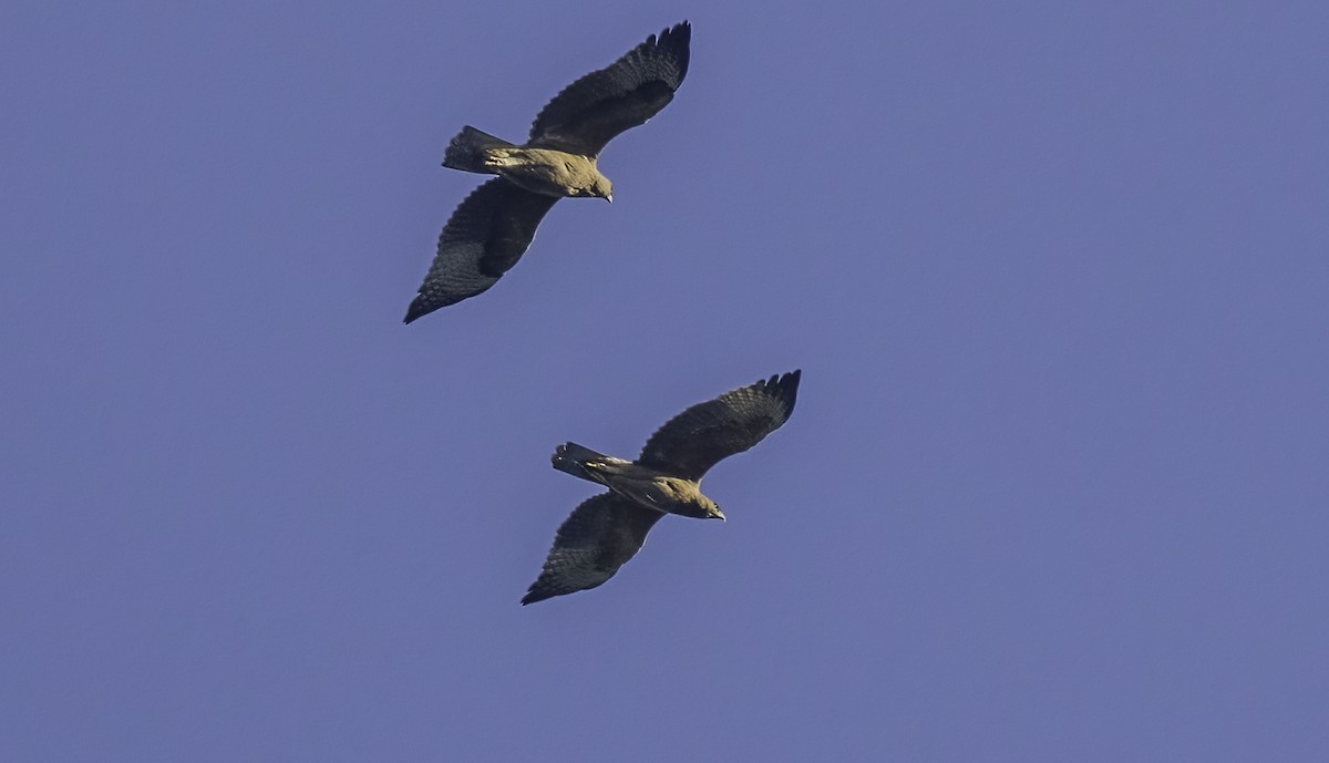 Bonelli's Eagle - ML638865532