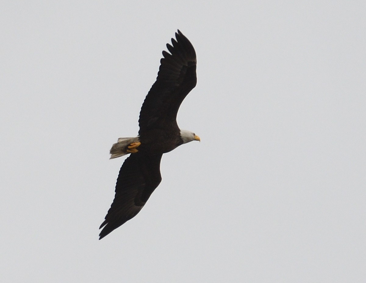 Bald Eagle - ML638865537