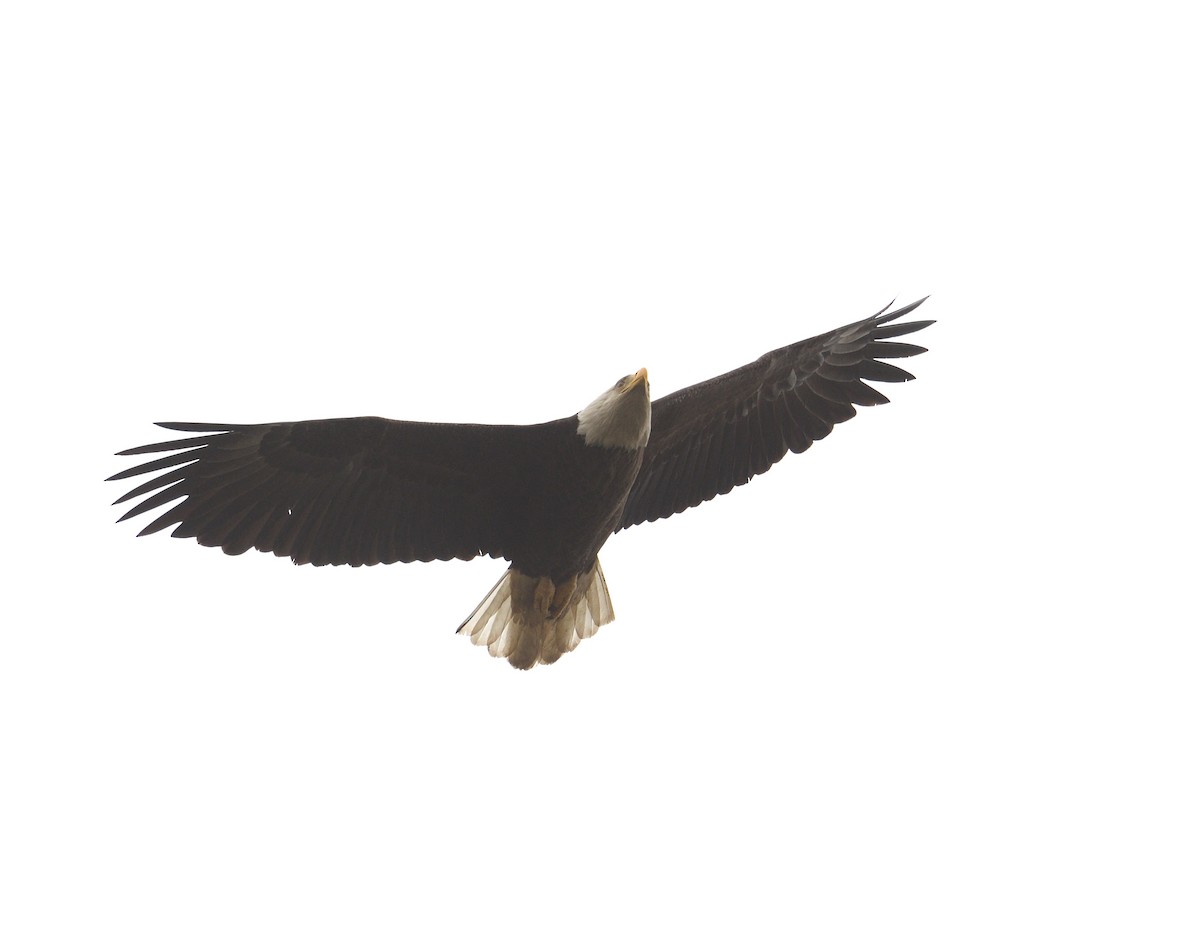 Bald Eagle - ML638865539