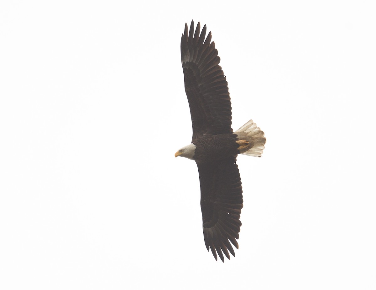 Bald Eagle - ML638865542