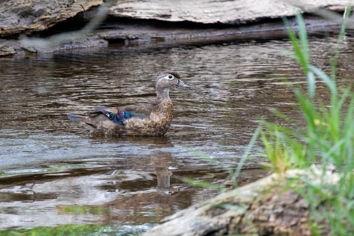 Wood Duck - ML638865548