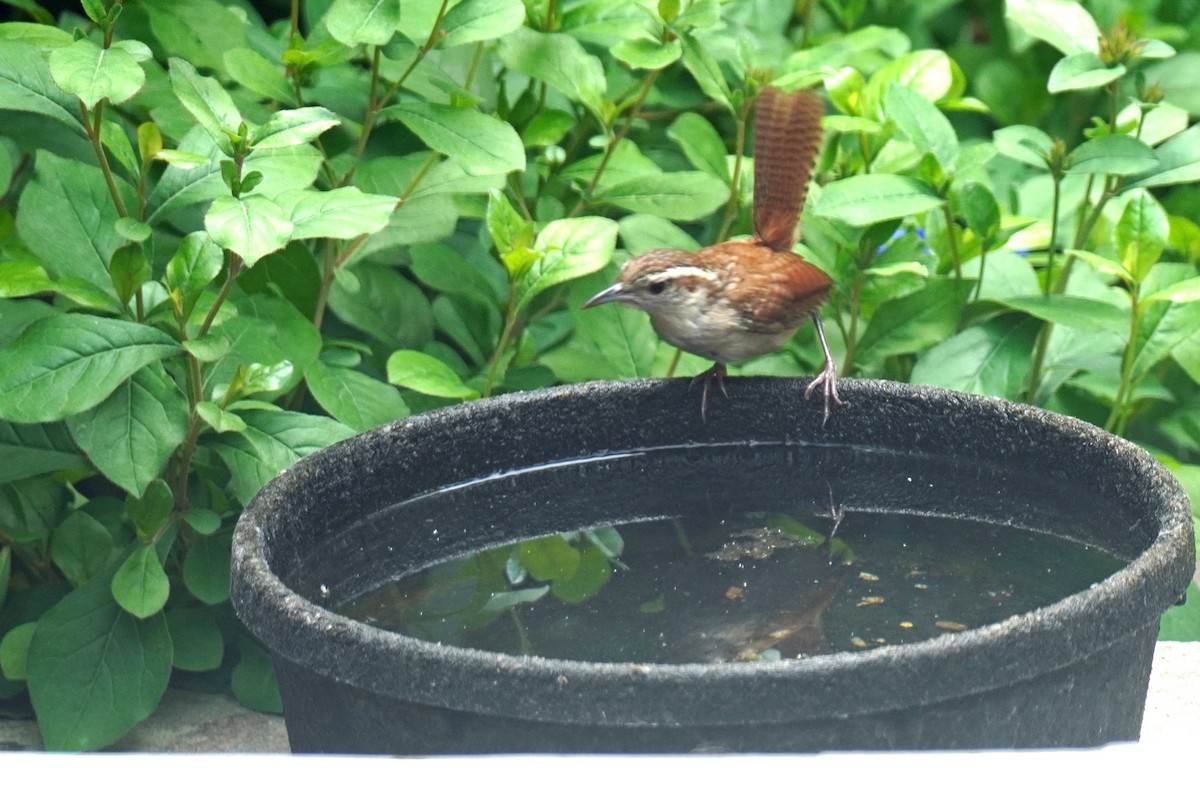 Carolina Wren - ML638865549
