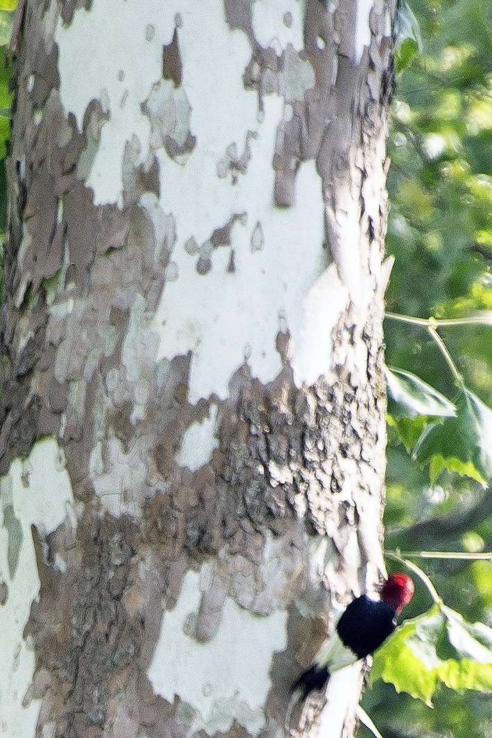 Red-headed Woodpecker - ML638865635