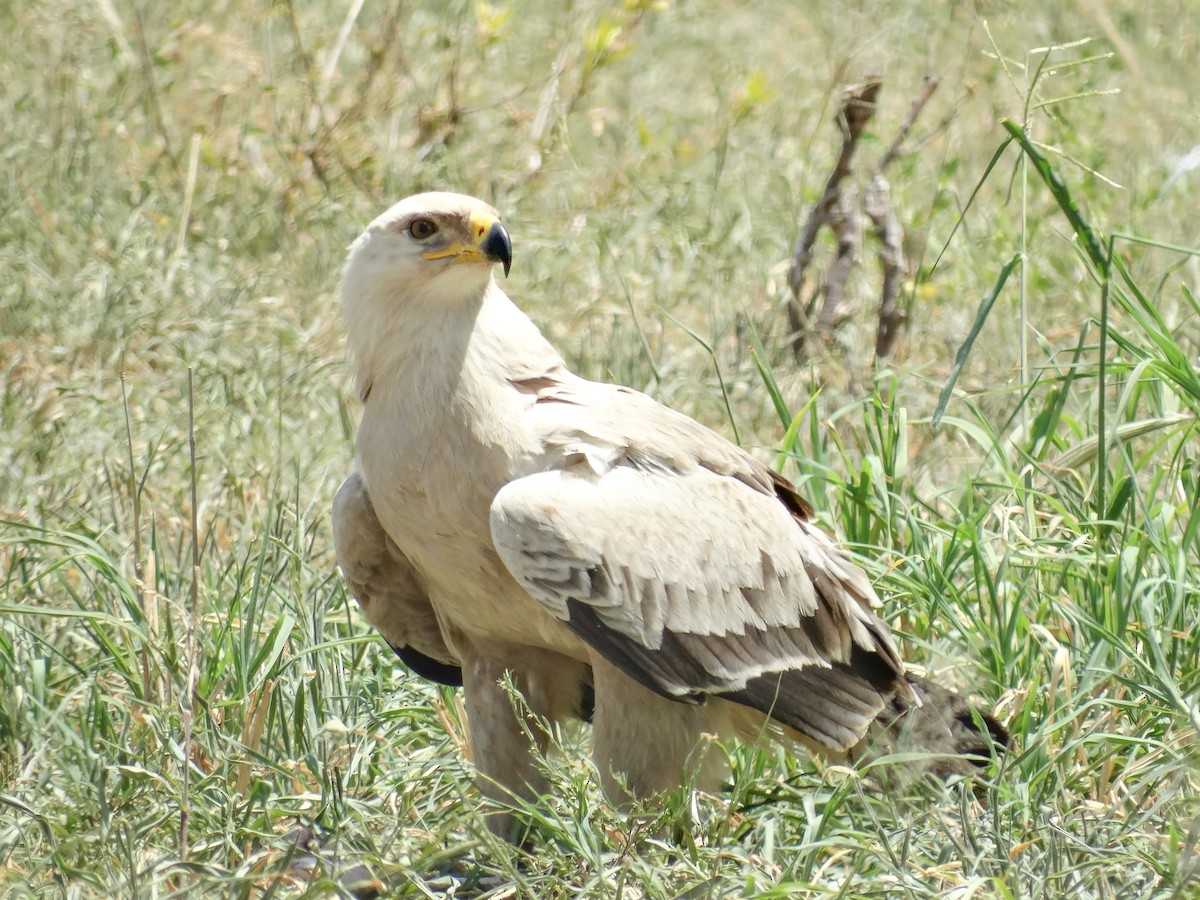 Tawny Eagle - ML638865660