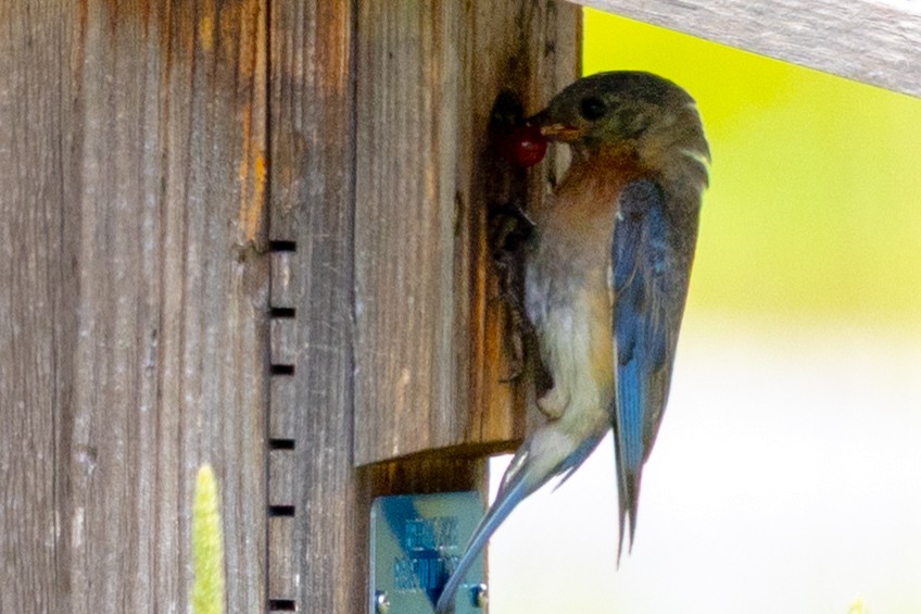 Eastern Bluebird - ML638865663