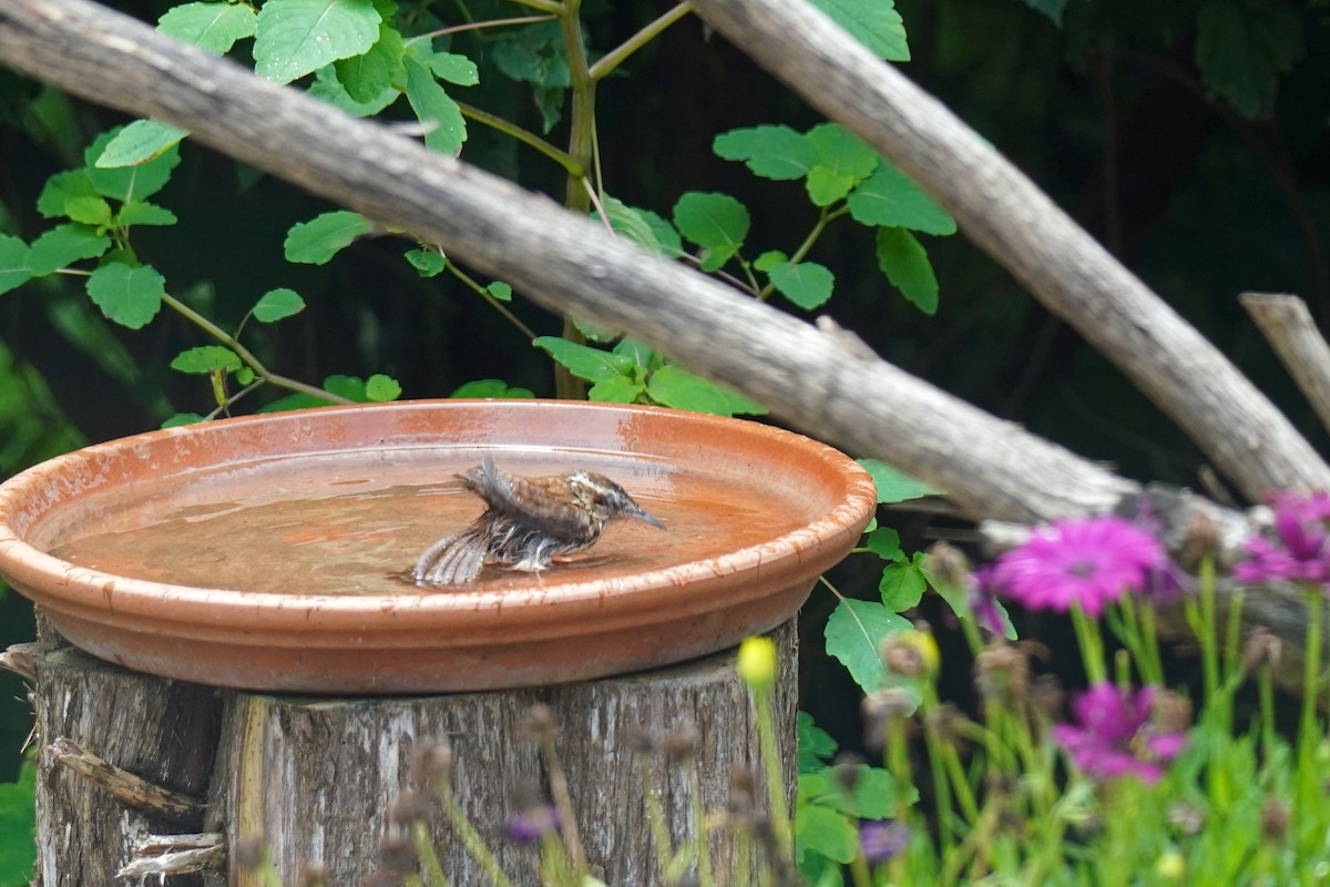 Carolina Wren - ML638865675