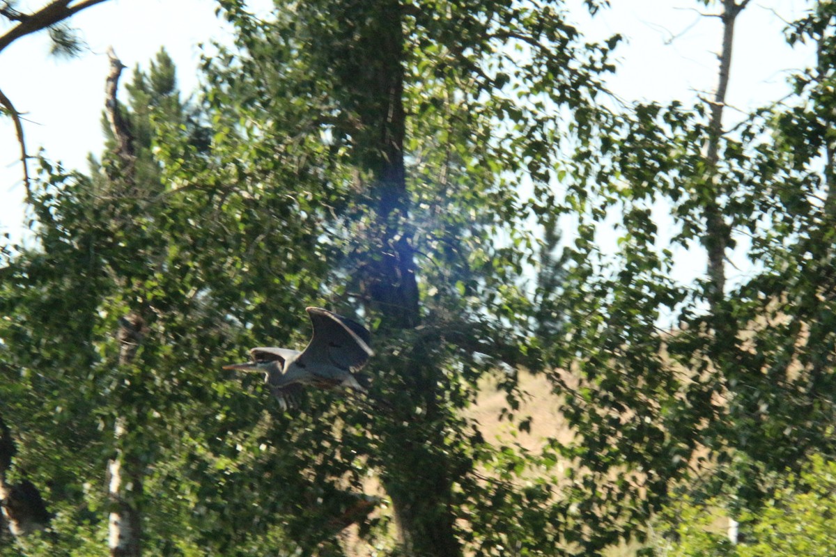 Great Blue Heron - ML638865713