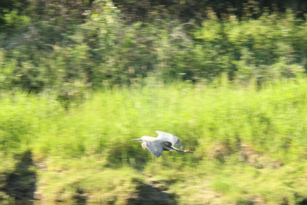 Great Blue Heron - ML638865714