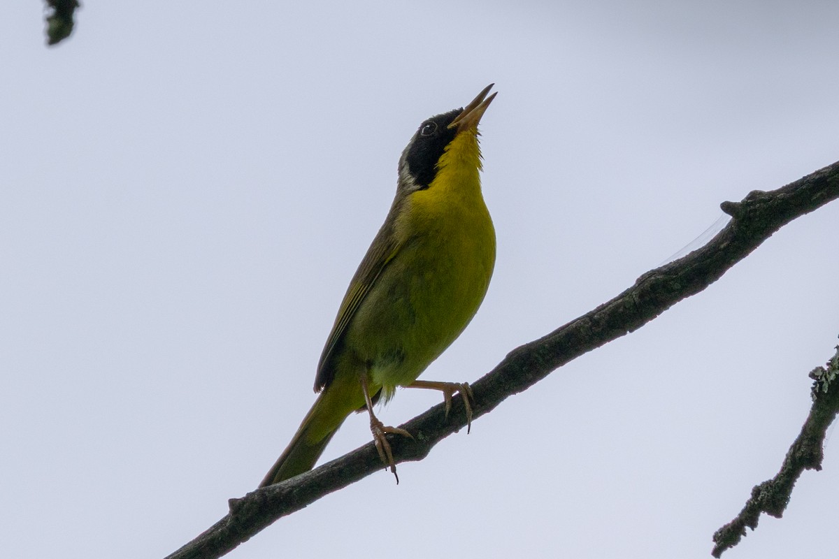 Common Yellowthroat - ML638865746