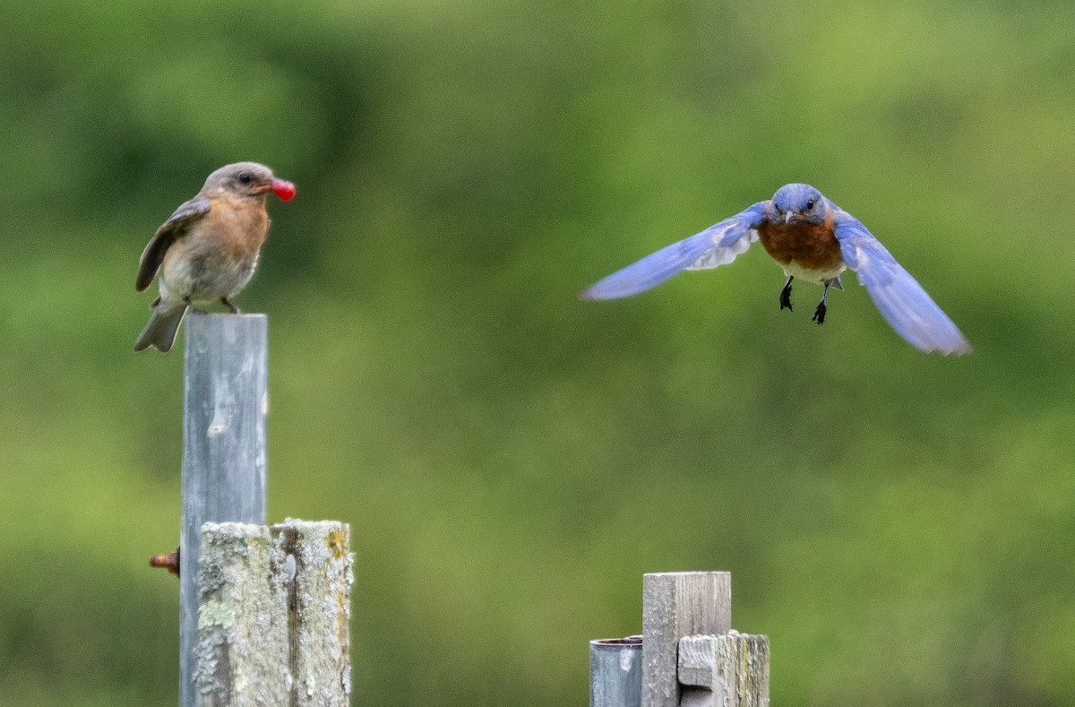 Eastern Bluebird - ML638865766