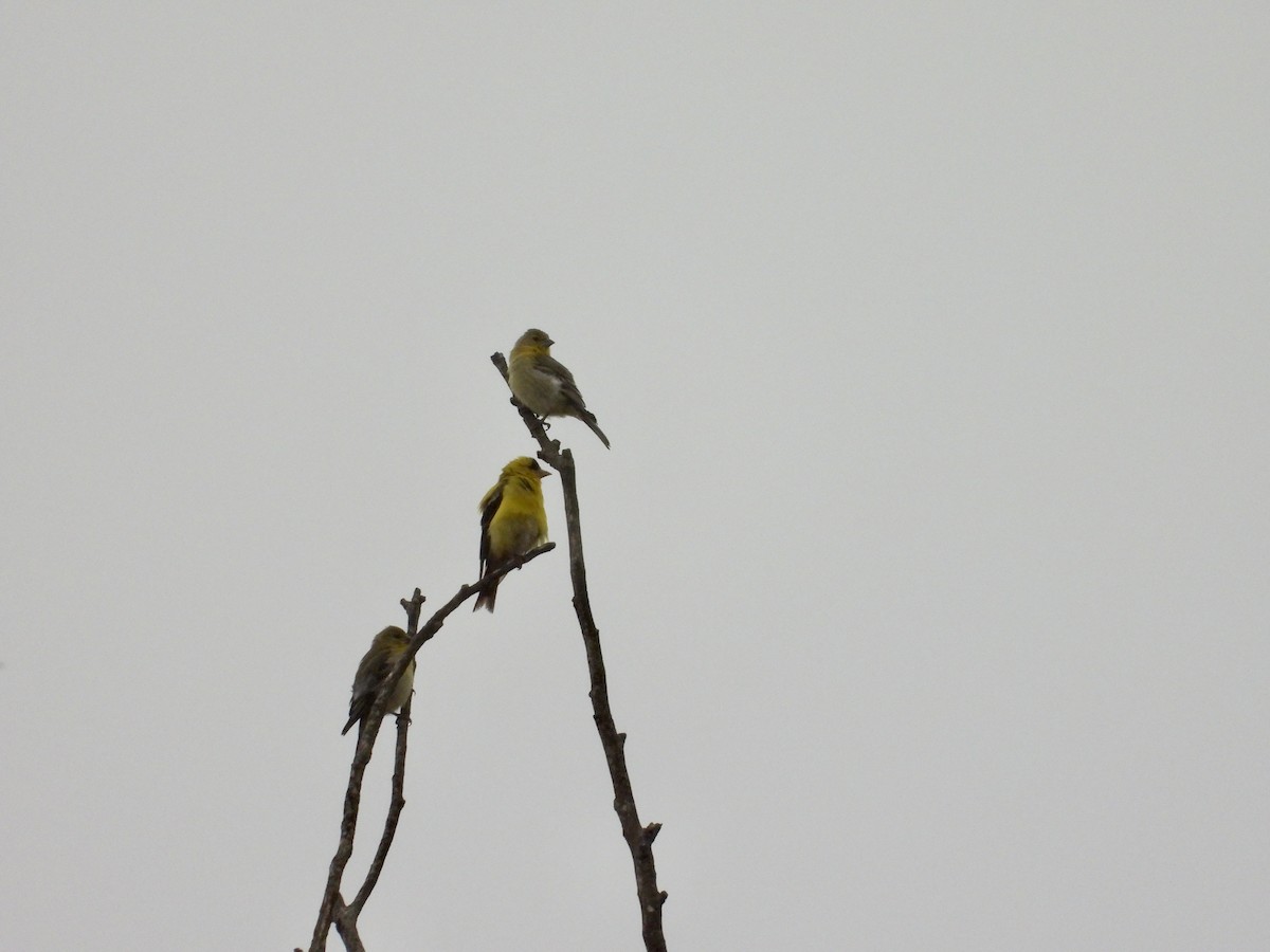 American Goldfinch - ML638865771