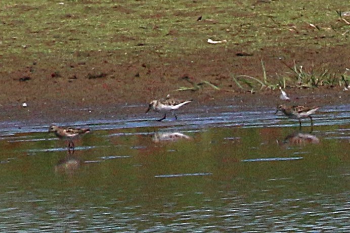 Semipalmated Sandpiper - ML638865794