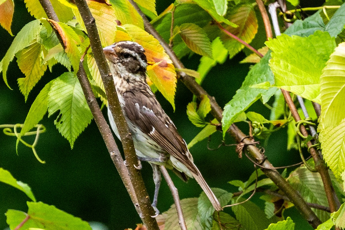 Rose-breasted Grosbeak - ML638865803