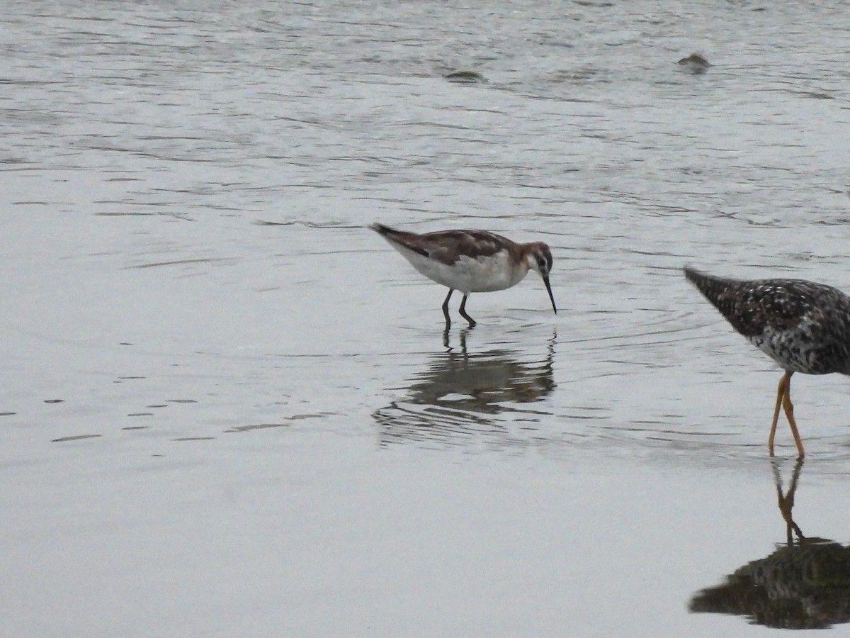 Wilson's Phalarope - ML638865807