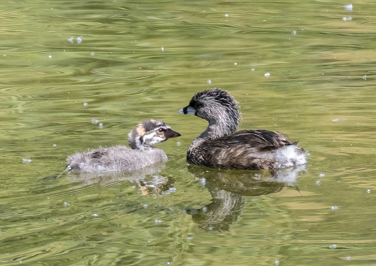 Pied-billed Grebe - ML638865810