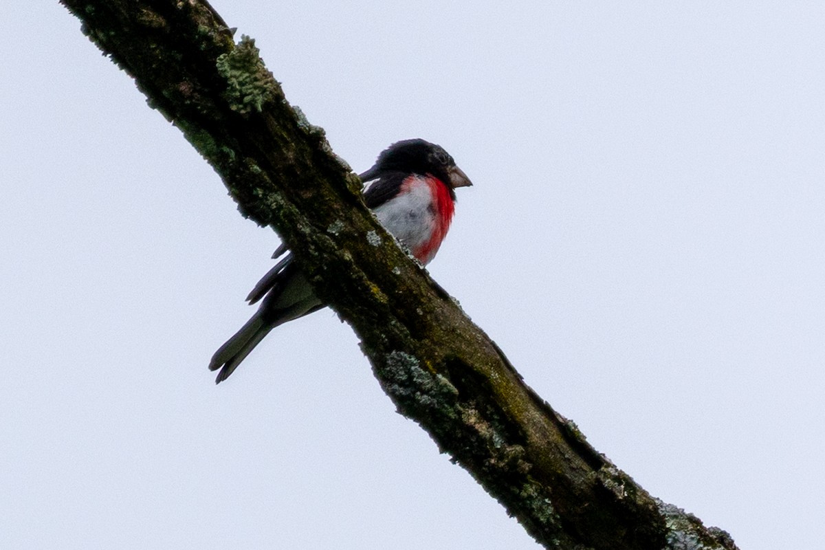 Rose-breasted Grosbeak - ML638865830