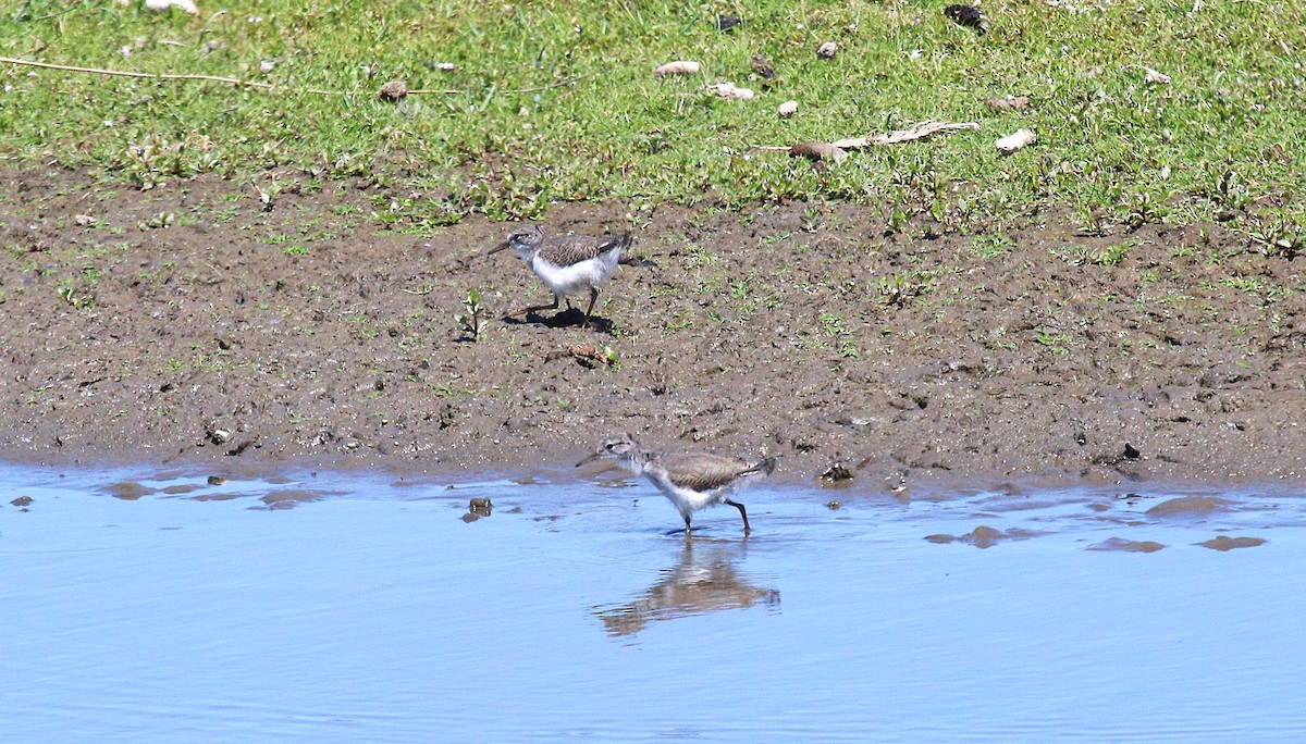 Spotted Sandpiper - ML638865838