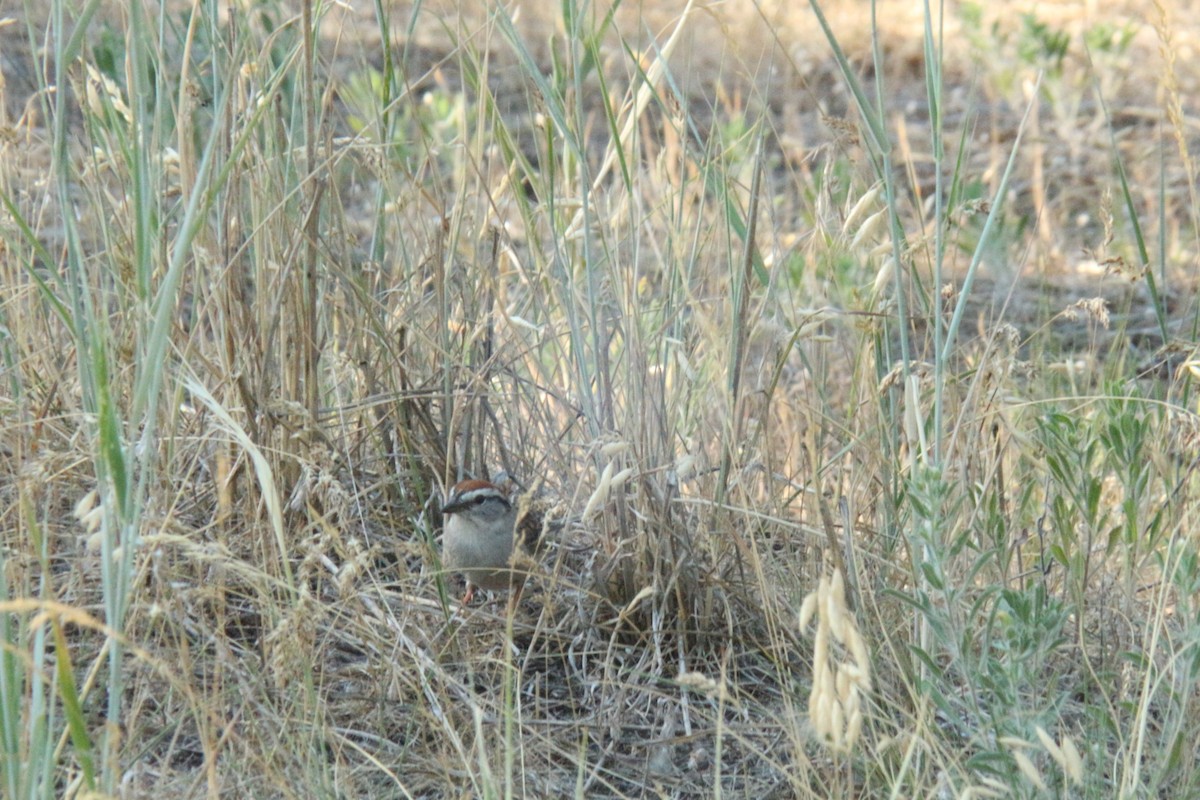 Chipping Sparrow - ML638865854