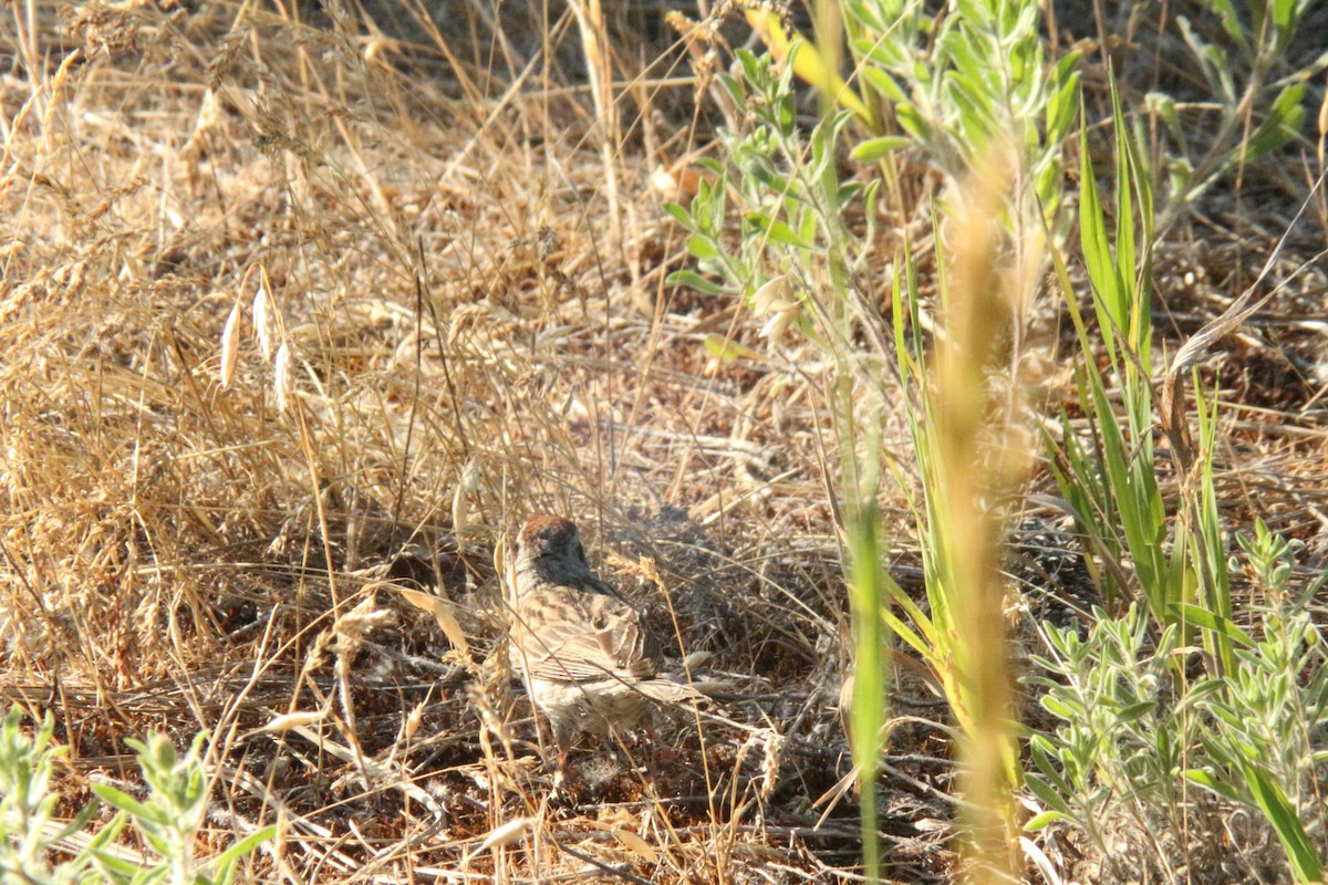 Chipping Sparrow - ML638865855