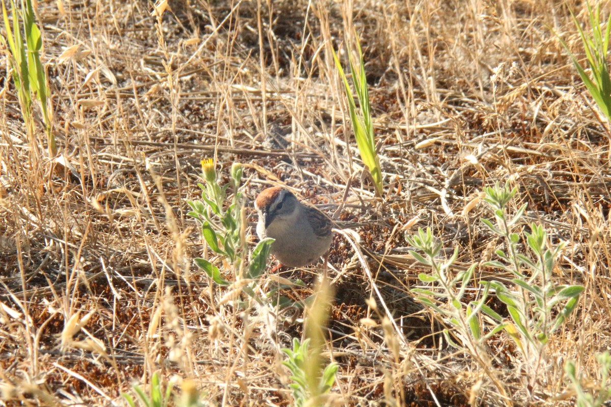 Chipping Sparrow - ML638865857