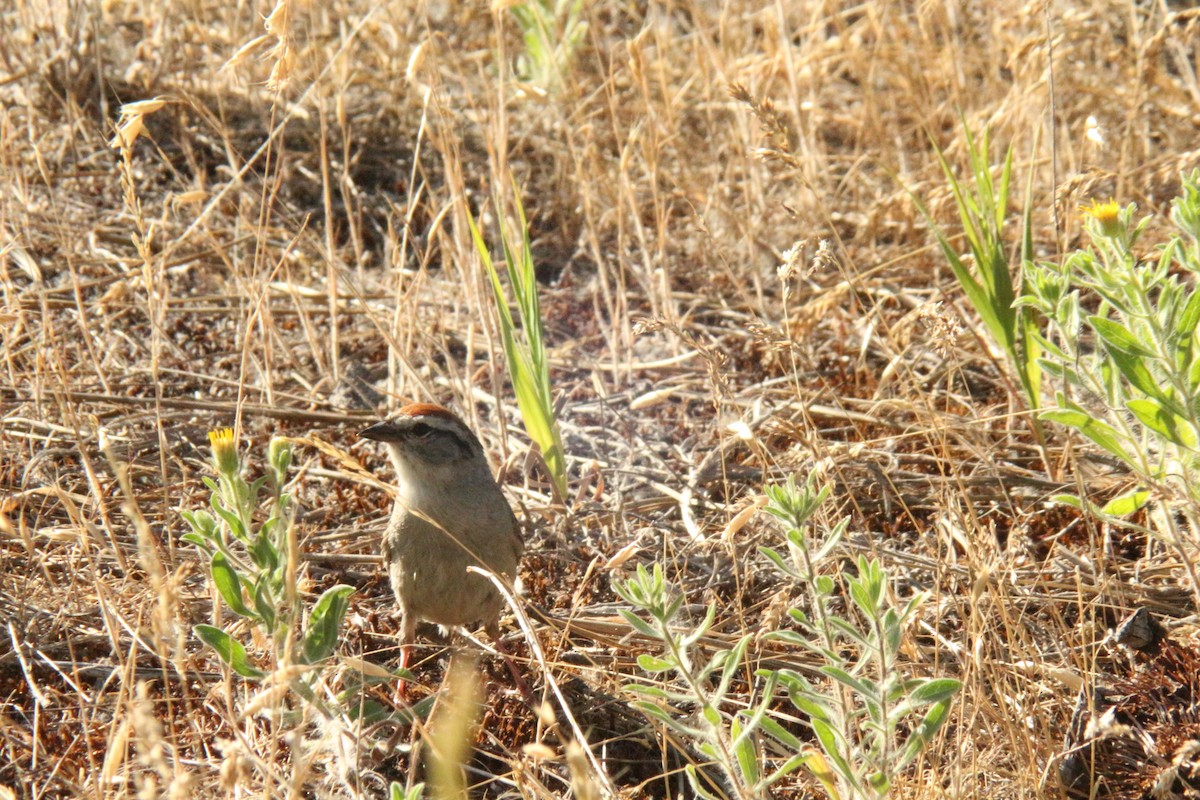 Chipping Sparrow - ML638865858