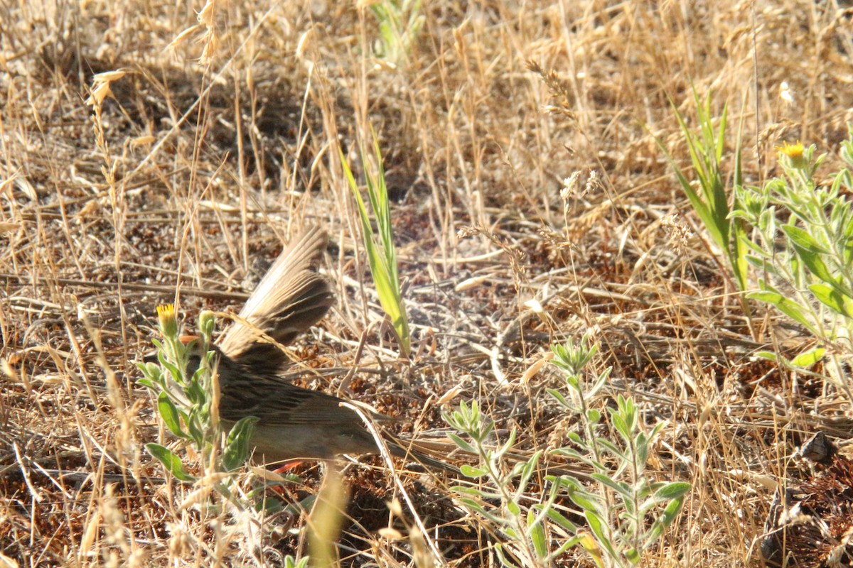 Chipping Sparrow - ML638865859