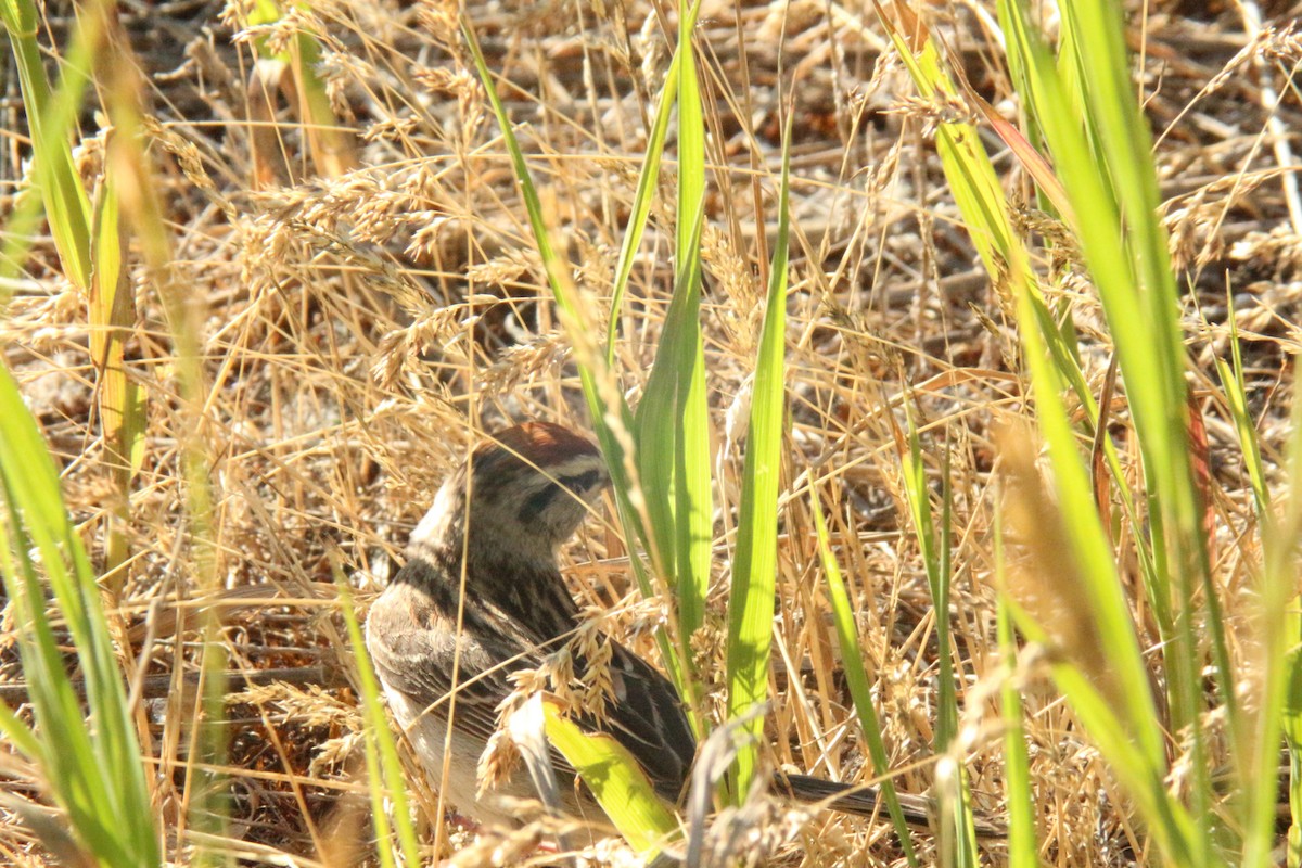 Chipping Sparrow - ML638865860