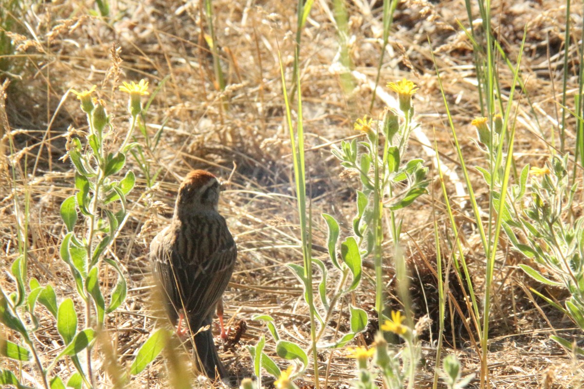 Chipping Sparrow - ML638865861