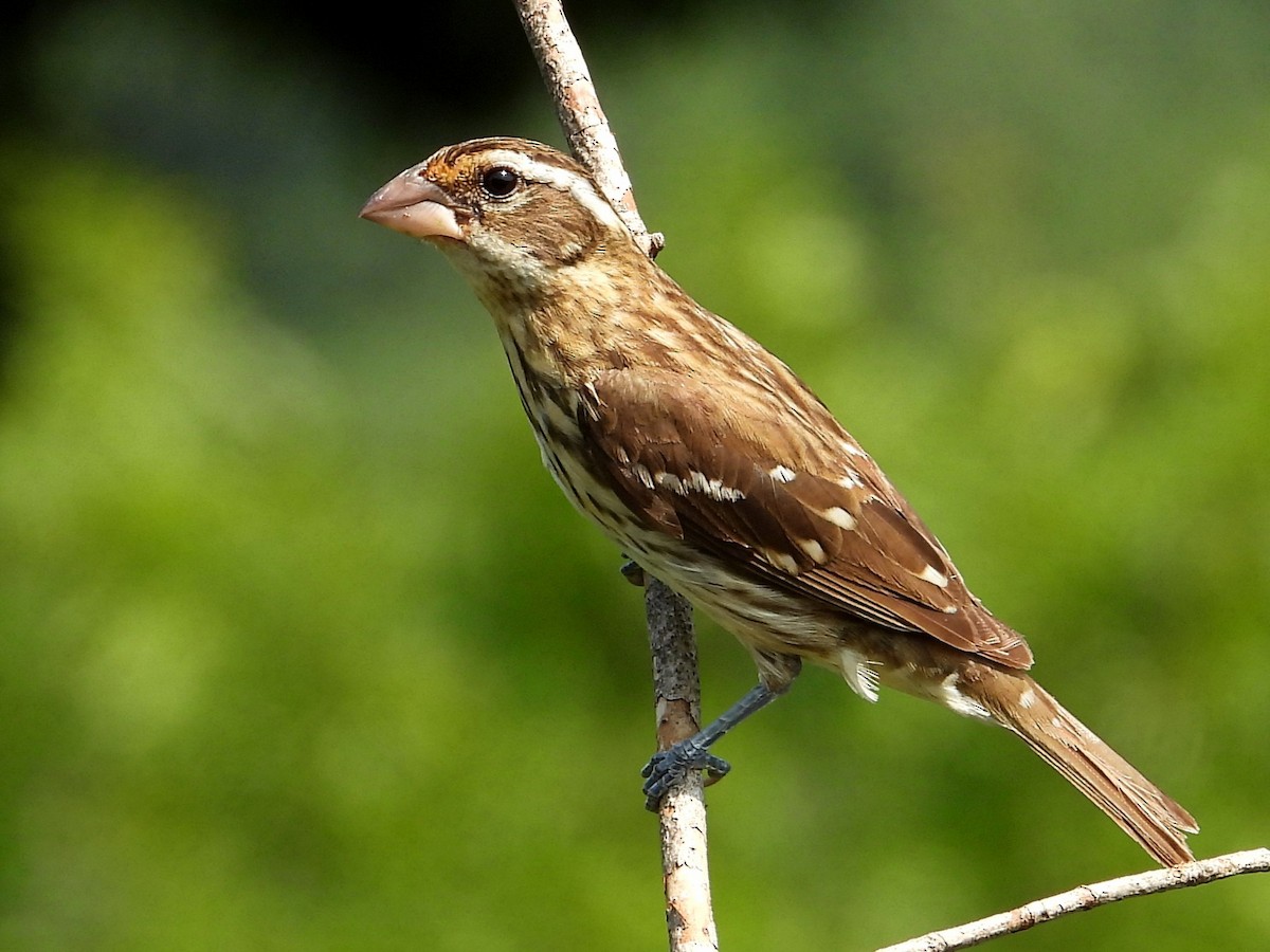 Rose-breasted Grosbeak - ML638865953