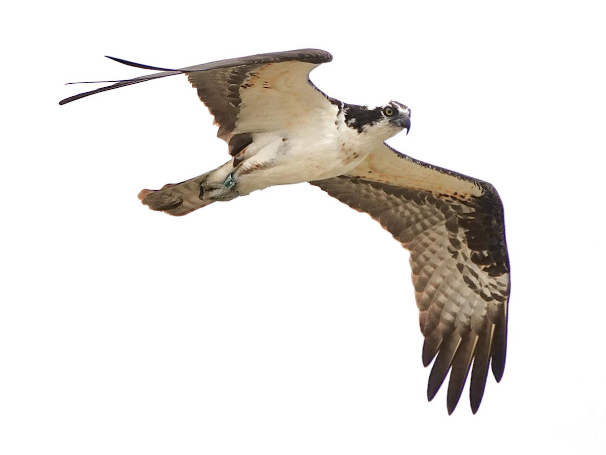Osprey - ML638865967