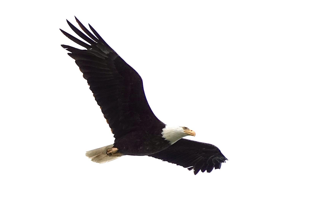 Bald Eagle - ML638865974