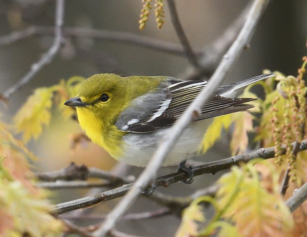 Yellow-throated Vireo - ML638865981