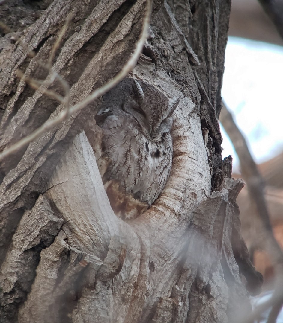Eastern Screech-Owl - ML638866010