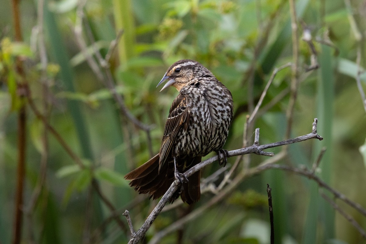 Red-winged Blackbird - ML638866053