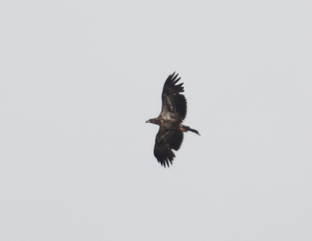 Bald Eagle - ML638866072