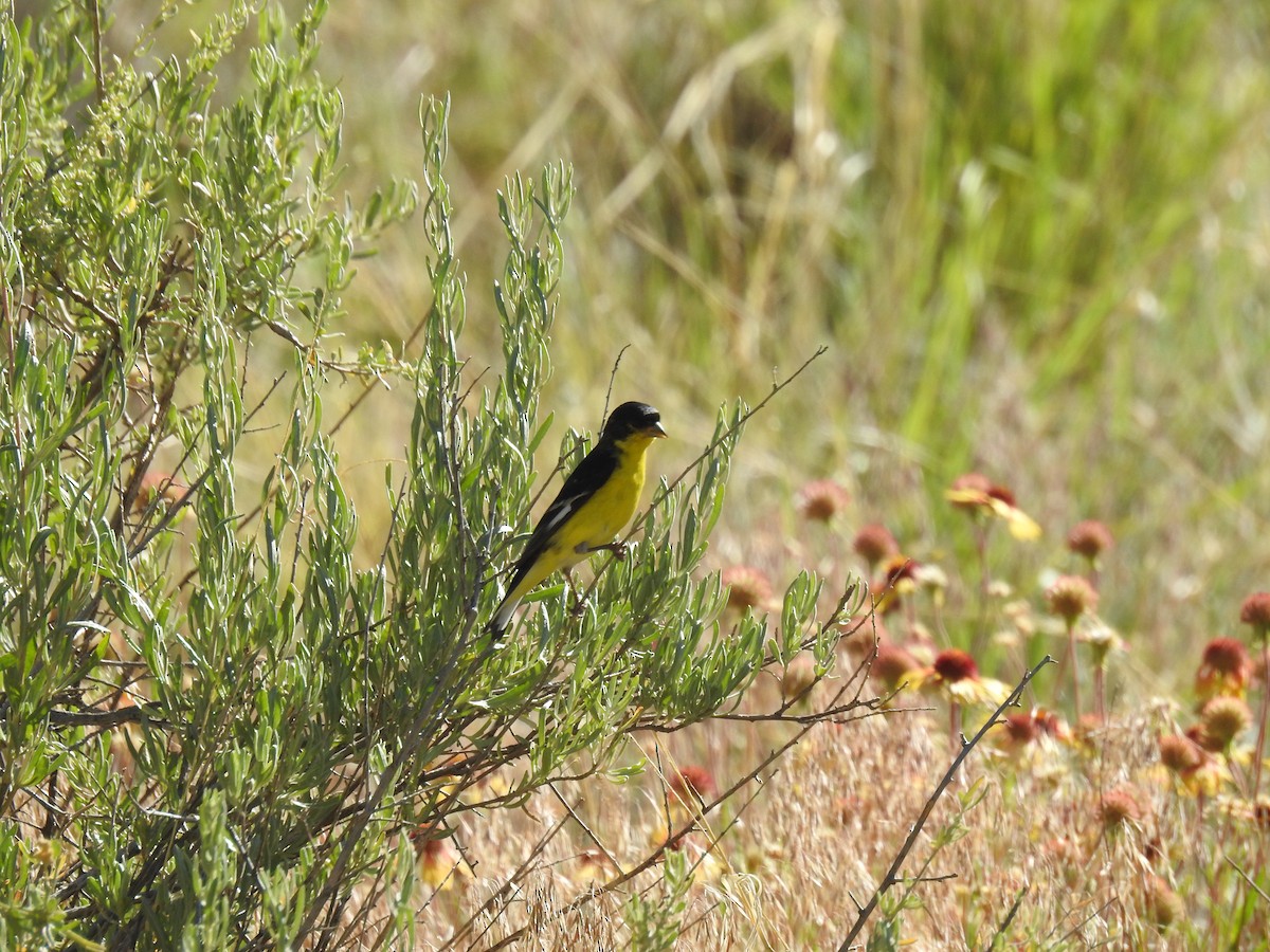 Lesser Goldfinch - ML638866170
