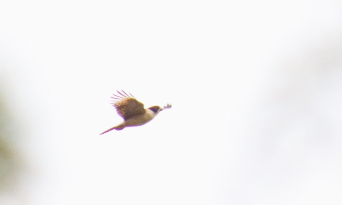 ワライハヤブサ - ML638866181
