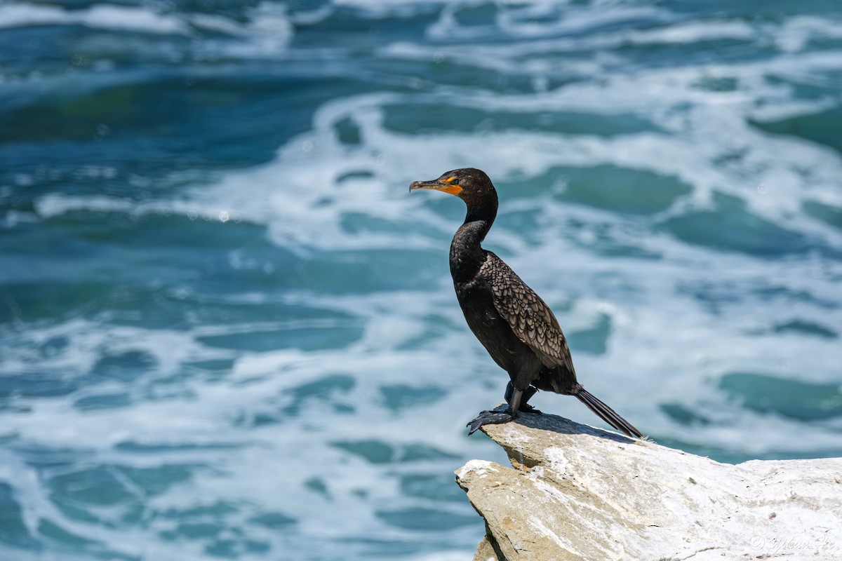 Double-crested Cormorant - ML638866279