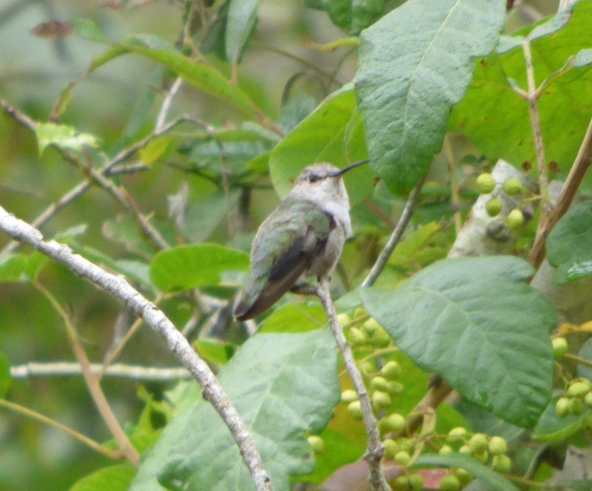 Costa's Hummingbird - ML638866304