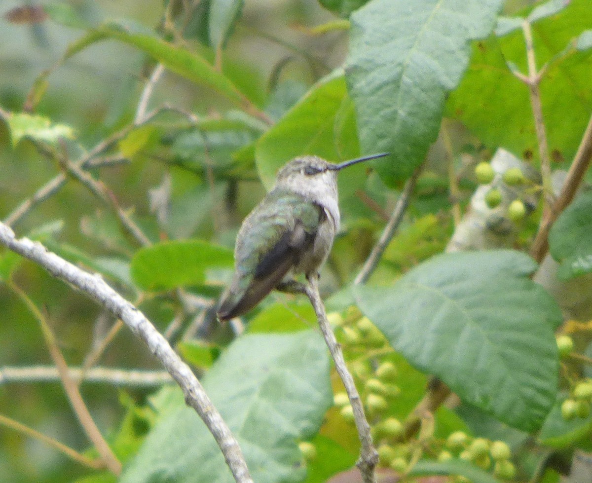 Costa's Hummingbird - ML638866305