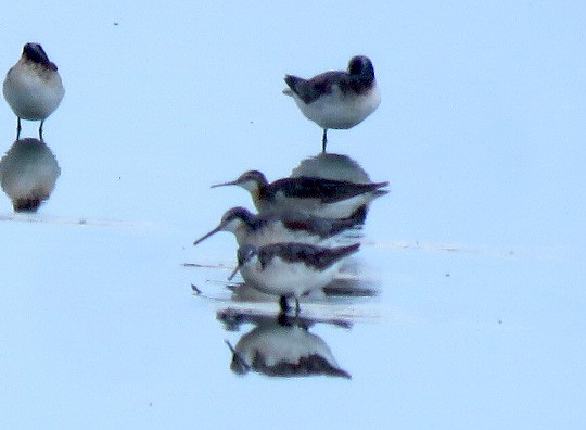Wilson's Phalarope - ML638866366