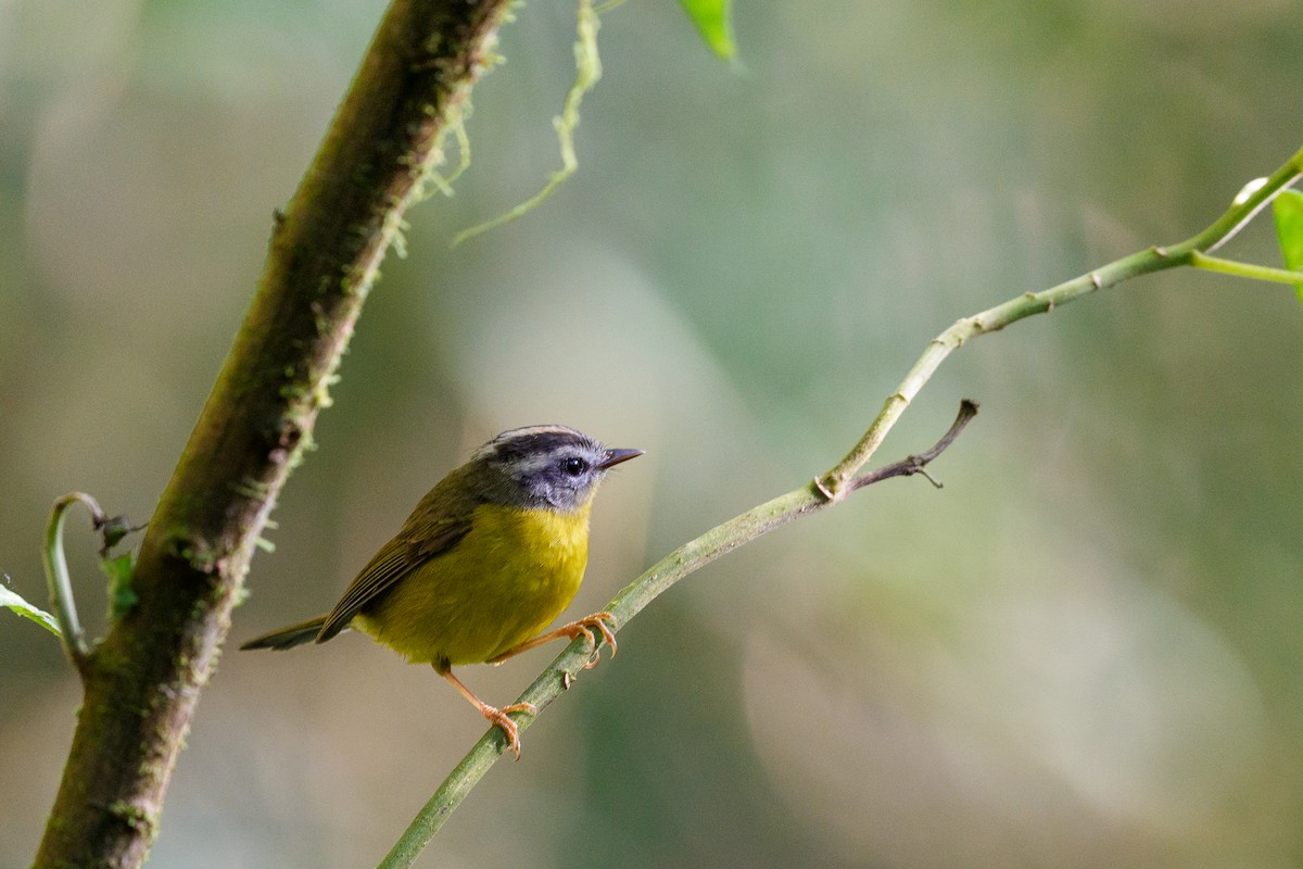 Golden-crowned Warbler - ML638866407