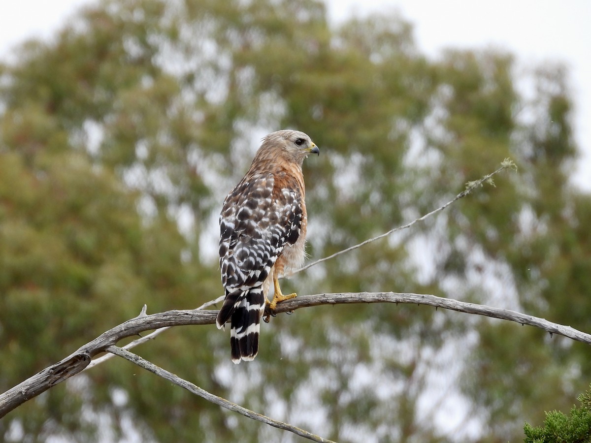 Red-shouldered Hawk - ML638866417