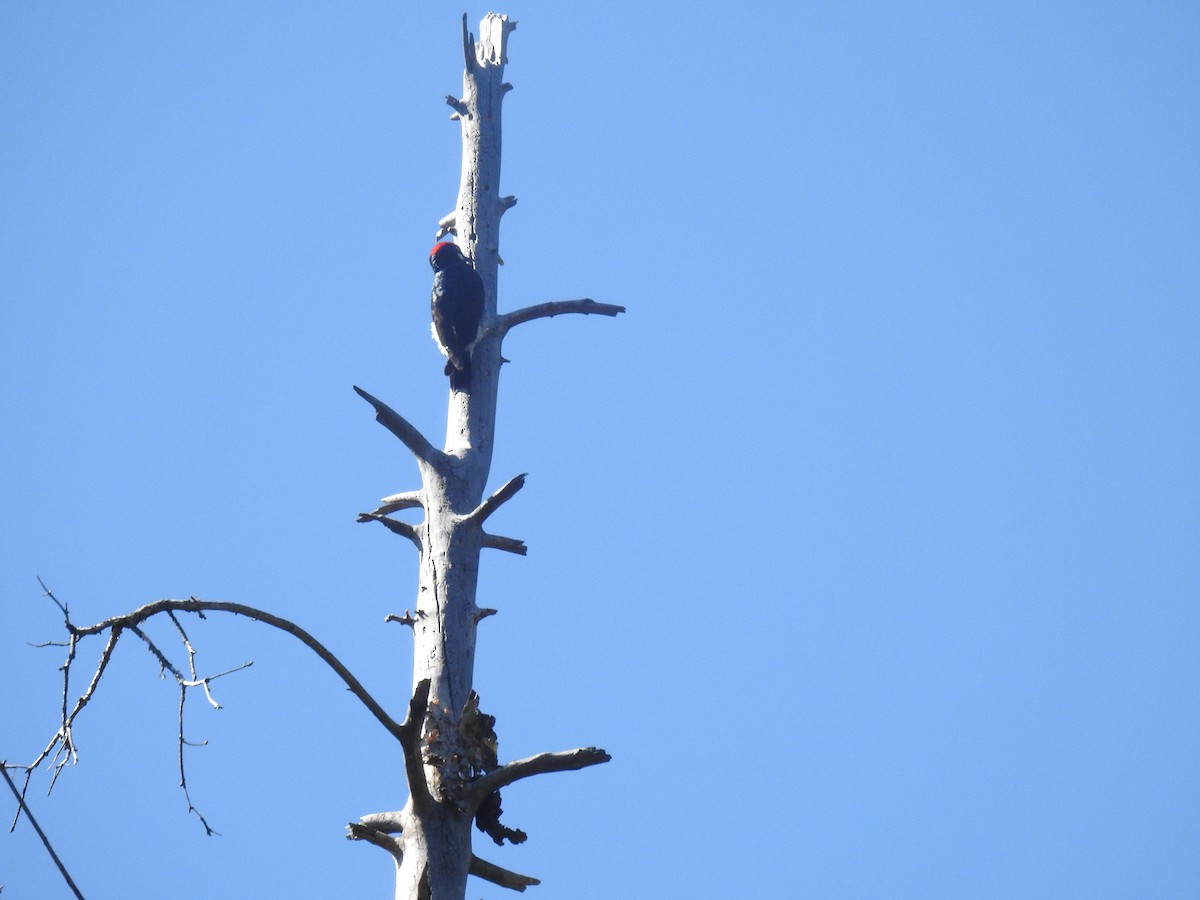 Acorn Woodpecker - ML638866419