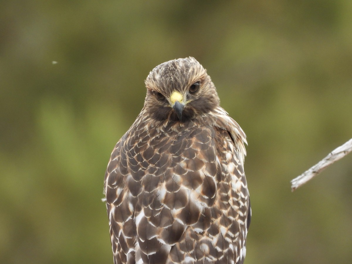 Red-shouldered Hawk - ML638866420