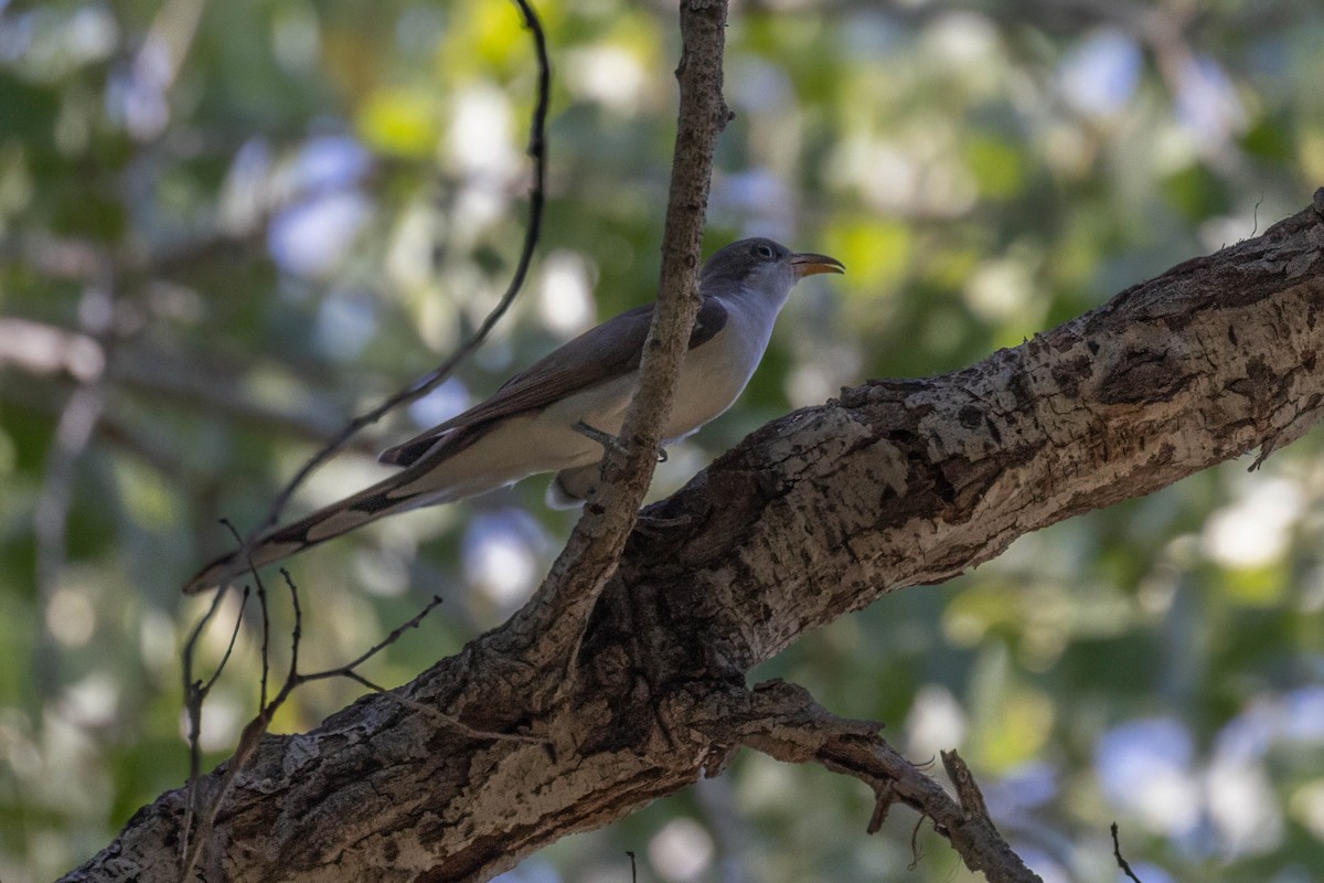 Yellow-billed Cuckoo - ML638866431