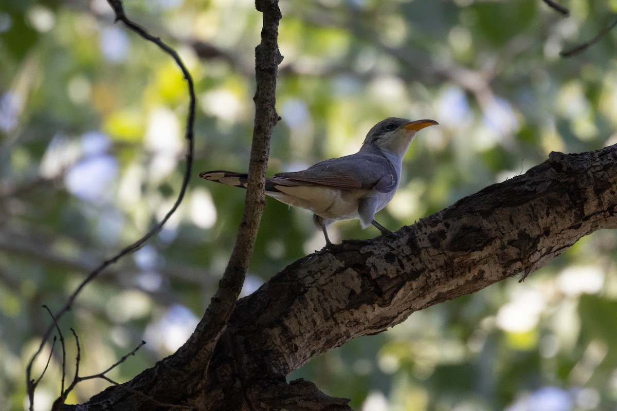 Yellow-billed Cuckoo - ML638866432