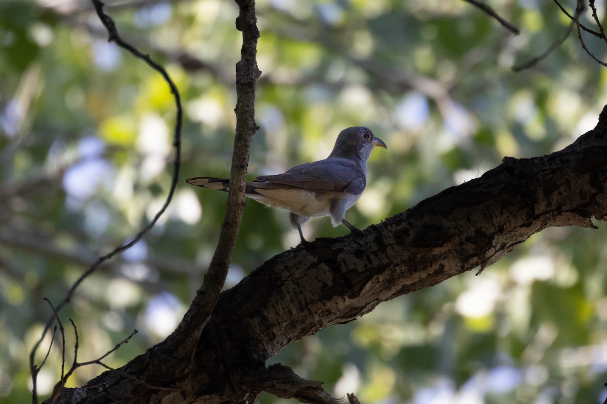 Yellow-billed Cuckoo - ML638866433