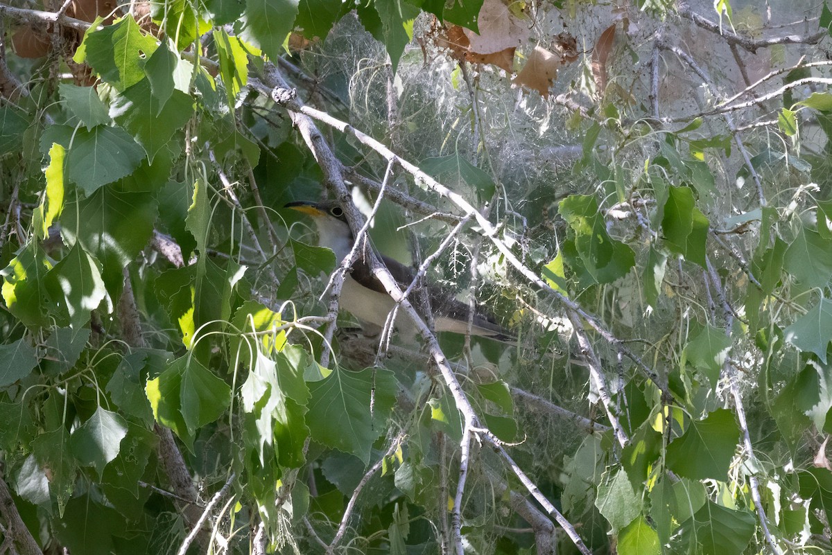 Yellow-billed Cuckoo - ML638866434